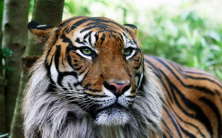 Looking For Troubles?, tiger, animals, tigers, animal, big cat, desktop, HD wallpaper