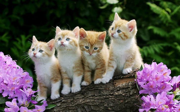 Curious Kittens, four orange tabby kittens, curious, kittens, cute animals, HD wallpaper