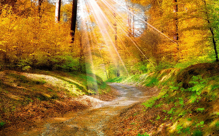 Daun musim gugur emas, kuning, hutan, pohon, jalan, sinar matahari, pohon hijau dan pohon daun kuning, emas, musim gugur, daun, kuning, hutan, pohon, jalan, sinar matahari, Wallpaper HD