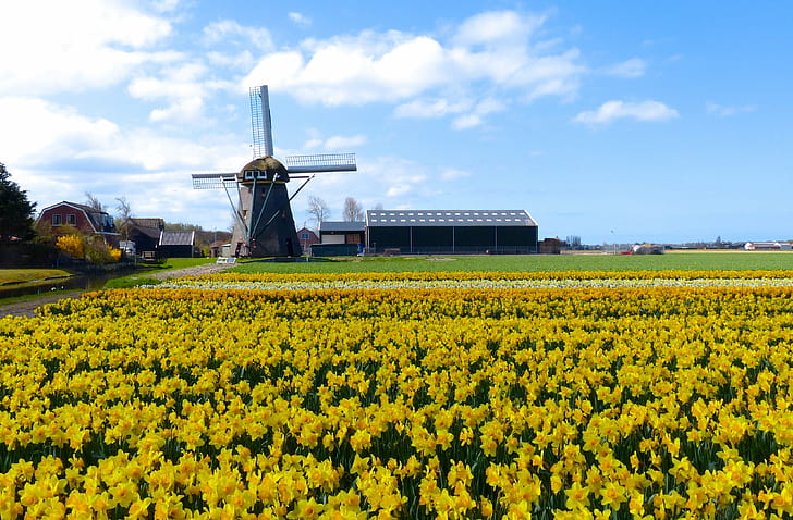 черна вятърна мелница близо до жълто цвете нарцис, подадено под бяло небе през деня, поле, черна вятърна мелница, жълто, нарцис, цвете, бяло небе, ден, полета, Холандия, колоездене, нарцис, земеделие, природа, Холандия, холандска култура, вятърна мелница, селски сцена , синьо, небе, ферма, HD тапет
