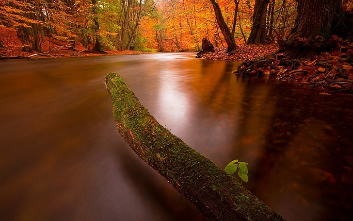 log pohon di atas badan wallpaper air, alam, lanskap, musim gugur, sungai, hutan, daun, lumut, pohon, Wallpaper HD