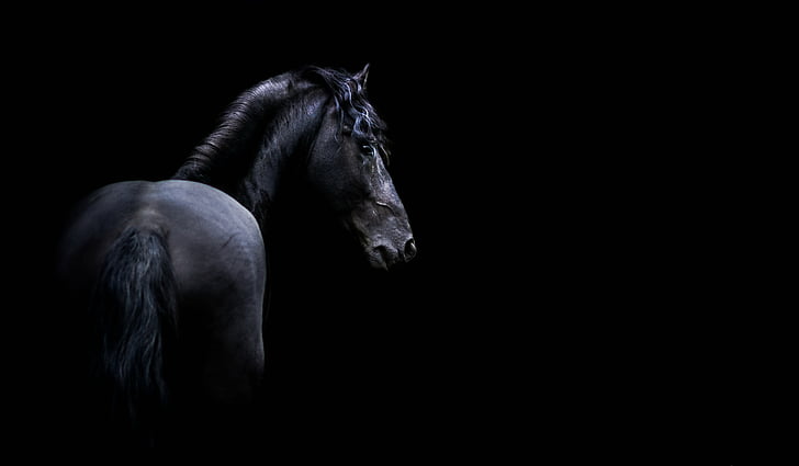 Horse, Black, HD, 5K, HD wallpaper
