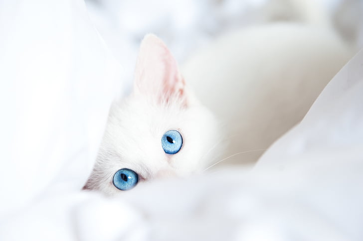 animals, baby, blue, cats, eyes, glance, kitten, kittens, white, HD wallpaper
