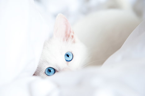 animaux, bébé, bleu, chats, yeux, regard, chaton, chatons, blanc, Fond d'écran HD HD wallpaper