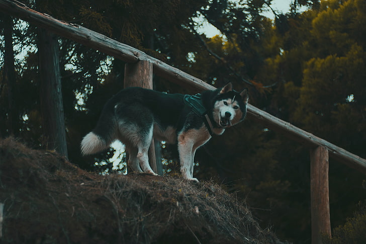 hitam dan putih Malamute Alaska, husky, anjing, berjalan, berdiri, Wallpaper HD