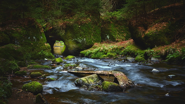 Gewässer, Wald, Natur, HD-Hintergrundbild