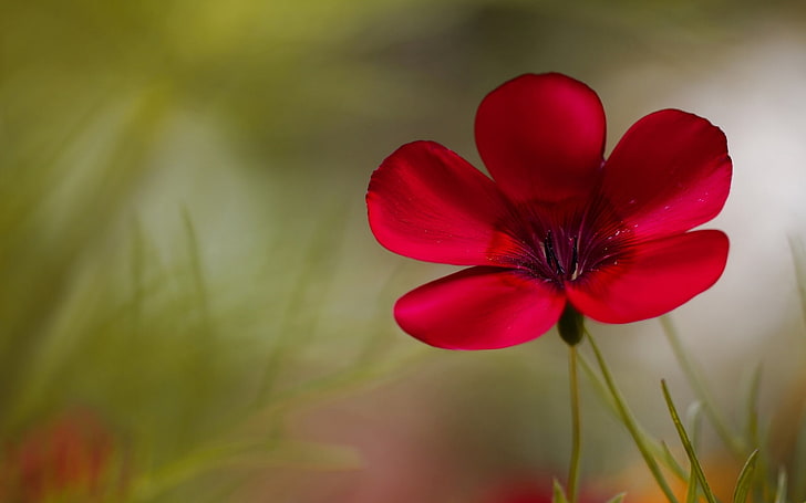 red 5-petaled flower, flower, flowers, background, widescreen, Wallpaper, blur, full screen, HD wallpapers, fullscreen, flower. pink, HD wallpaper