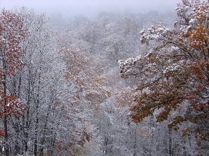 trees with snow, autumn, trees, leaves, snow, HD wallpaper