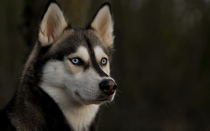 dewasa putih dan hitam Siberia husky, husky, moncong, anjing, mata, Wallpaper HD