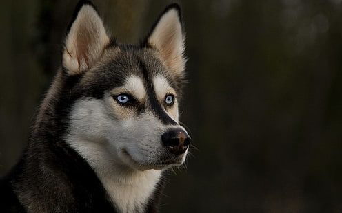 adulto blanco y negro husky siberiano, husky, hocico, perro, ojos, Fondo de pantalla HD HD wallpaper