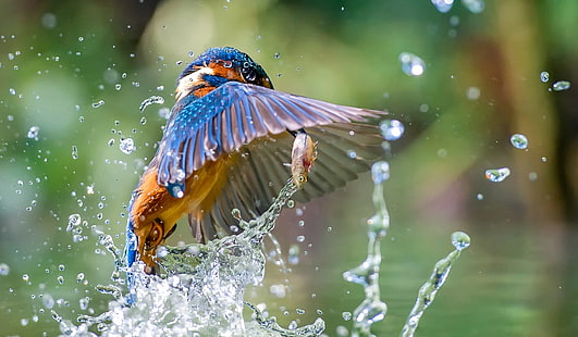 Tiere, Vögel, Wasser, Fisch, Eisvogel, HD-Hintergrundbild HD wallpaper