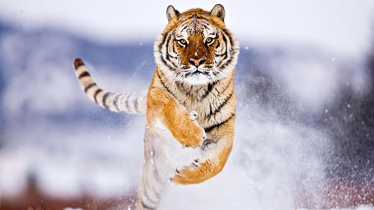 söta djur, snö, 8k, vinter, tiger, HD tapet
