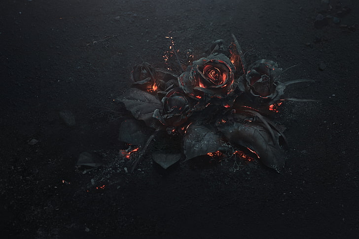 Rosenasche, Feuer, Schwarz, dunkles Thema, Blumen, HD-Hintergrundbild