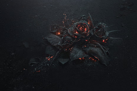 cenere di rosa, fuoco, nero, tema scuro, fiori, Sfondo HD HD wallpaper