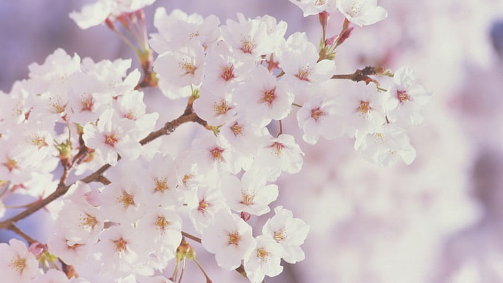 weiße und gelbe Blütenblätter, Kirschblüten, Bäume, HD-Hintergrundbild