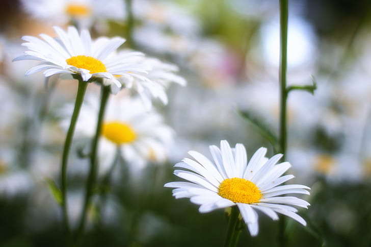 tilt shift photography of white Daisies, leucanthemum vulgare, leucanthemum vulgare, Leucanthemum vulgare, Margaritas, Blancas, tilt shift photography, white, Daisies, flores, flora, nikon, f1, nature, daisy, flower, plant, summer, chamomile Plant, meadow, outdoors, green Color, close-up, springtime, chamomile, grass, freshness, yellow, HD wallpaper