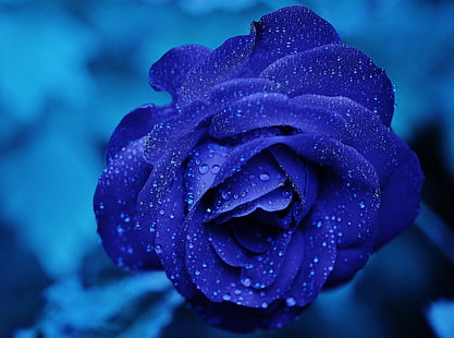Niebieska Róża Makro, Płatek, Roślin, Świeży, Makro, Pasja, Płatek, Romantyczny, Romantyczny, Piękno , Kwiat, kwiat, ślub, kwiatowy, bordowy, flora, małżeństwo, kwiaty róży, fioletowe kwiaty, kwieciste, rosids, rosaceae, rosoideae, Tapety HD HD wallpaper