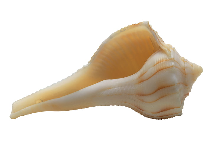 brown seashell, shell, white background, marine, HD wallpaper