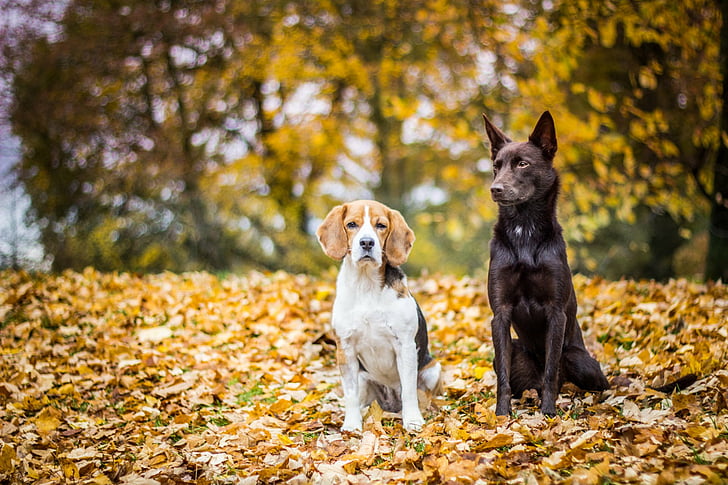 Dogs, Dog, Beagle, HD wallpaper | Wallpaperbetter