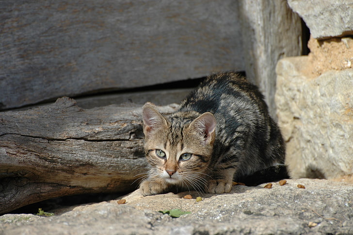 brown wild cat, cat, kitten, tabby, hiding, HD wallpaper