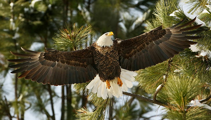 Bald eagle wings, branches, hawk, wings, bird, bald eagle, HD wallpaper