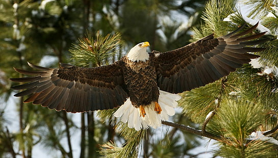 Alas de águila calva, ramas, halcón, alas, pájaro, águila calva, Fondo de pantalla HD HD wallpaper