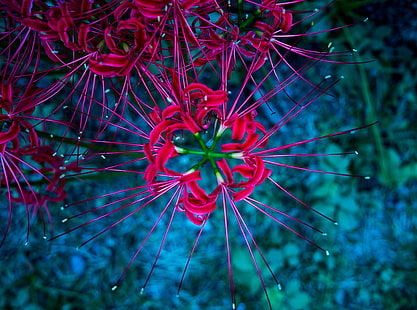 Клъстер Амарилис HD тапет, червени паякови лилии, природа, цветя, япония, цвете, клъстер амарилис, HD тапет HD wallpaper