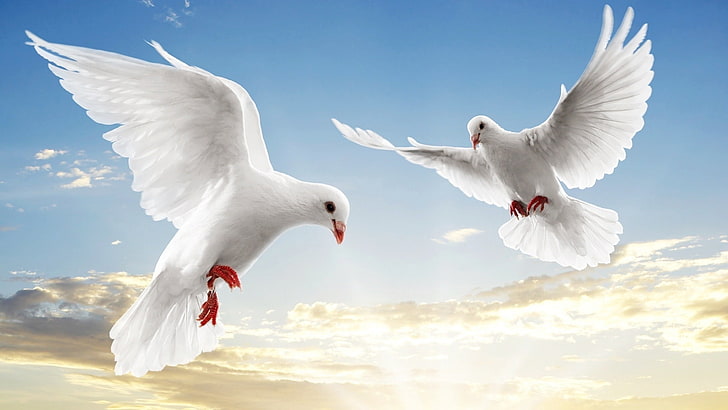 deux pigeons blancs, colombes, blanc, paire, vol, ciel, bleu, lumière, Fond d'écran HD