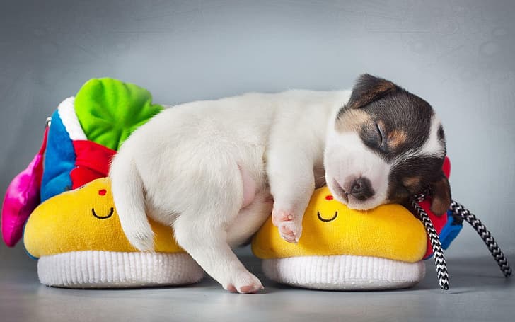 Dog, puppy, animal, cute, sleeping, slippers, HD wallpaper