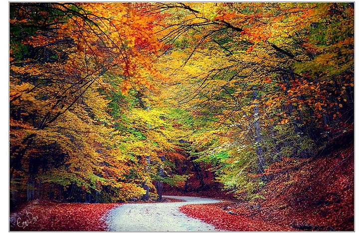 秋の森Autumどこでも自然の森HDアート、ストリート、木、森、秋、 HDデスクトップの壁紙