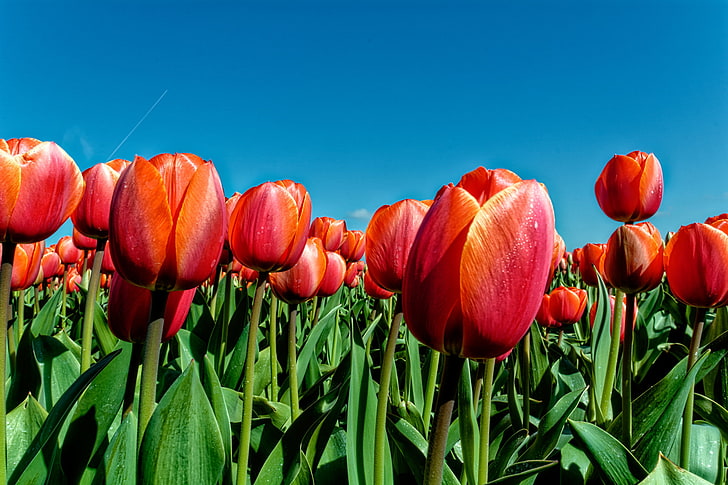 the sky, leaves, nature, spring, petals, meadow, tulips, HD wallpaper