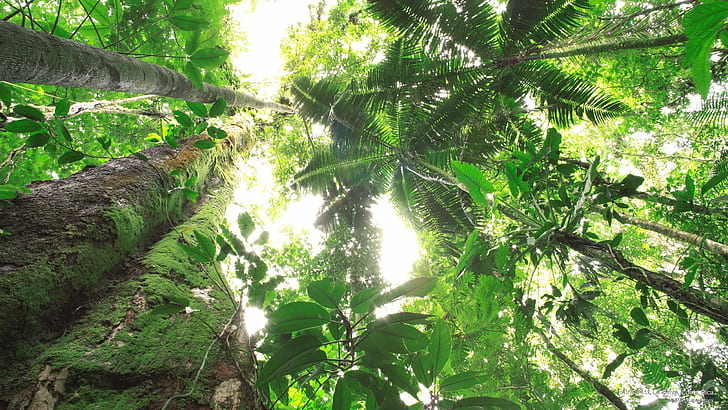 열대 우림, 라 셀바, 코스타리카, 자연, HD 배경 화면