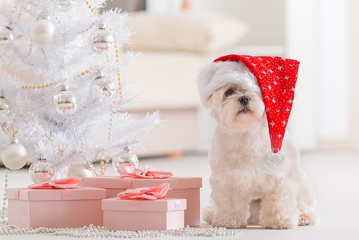 Chiens, maltais, Noël, décorations de Noël, chien, cadeau, vacances, animal de compagnie, bonnet de Noel, Fond d'écran HD