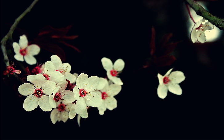 biało-czerwone kwiaty płatkowe, białe kwiaty na czarnej powierzchni, kwiaty, kwiat wiśni, białe kwiaty, makro, Tapety HD