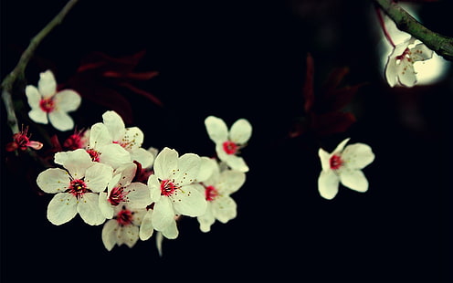 бело-красные лепестковые цветы, белые цветы на черной поверхности, цветы вишни, белые цветы, макро, HD обои HD wallpaper