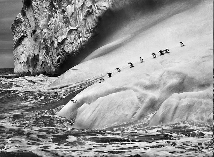 natur landschaft tiere eispinguine eisberg monochrom sebastiao salgado antarktis meer wellen fotografie springen, HD-Hintergrundbild