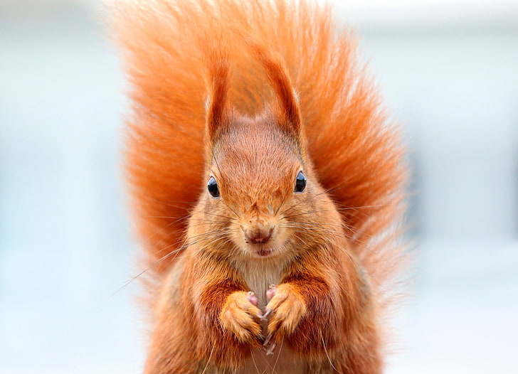 brown squirrel, squirrel, bushy tail, muzzle, animal, HD wallpaper