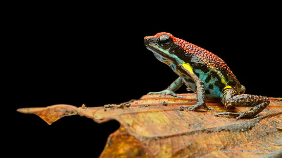 낙천적 독 개구리, 아마존 열대 우림, 에콰도르, 동물, HD 배경 화면 HD wallpaper