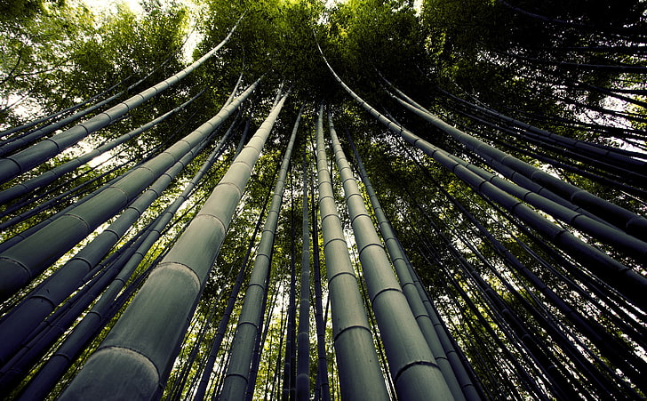 Bambu gigante japonês, Árvores de bambu, Natureza, Florestas, Viagens, Linda, Grama, Ásia, Floresta, Bambu, Japão, Gigante, Evergreen, kyoto, hastes, Passeio, visita, atração turística, Sagano, Arashiyama, touristite, bosques, HD papel de parede