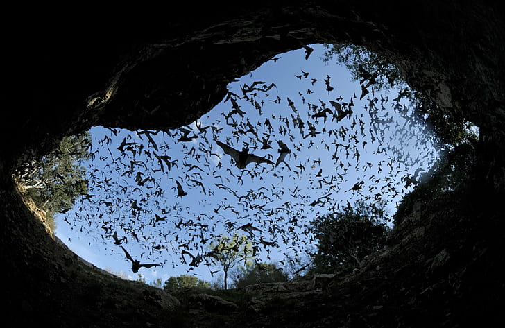 bat, bats, chiroptera, flock, mammal, swarm, HD wallpaper
