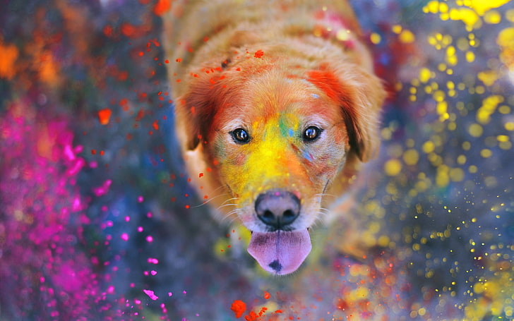 anjing coklat, hewan, warna-warni, lukisan, cat splatter, anjing, Labrador Retriever, Wallpaper HD