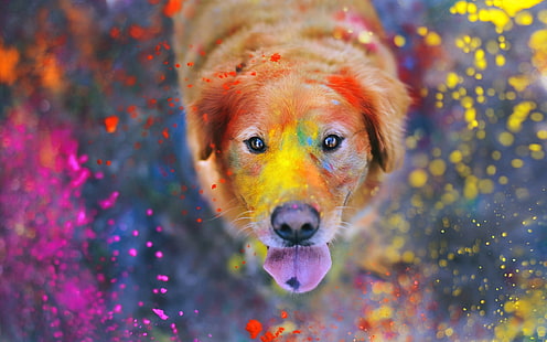 anjing coklat, hewan, warna-warni, lukisan, cat splatter, anjing, Labrador Retriever, Wallpaper HD HD wallpaper