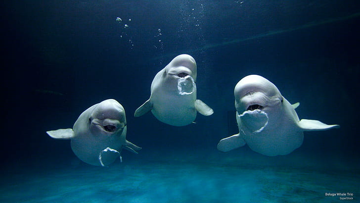 Beluga Whale Trio, Ocean Life, Fondo de pantalla HD
