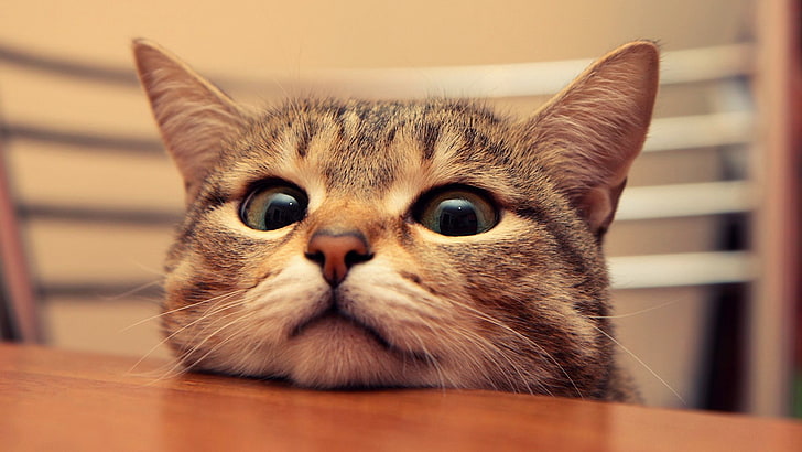 แมว tabby สีน้ำตาลแมวสัตว์, วอลล์เปเปอร์ HD