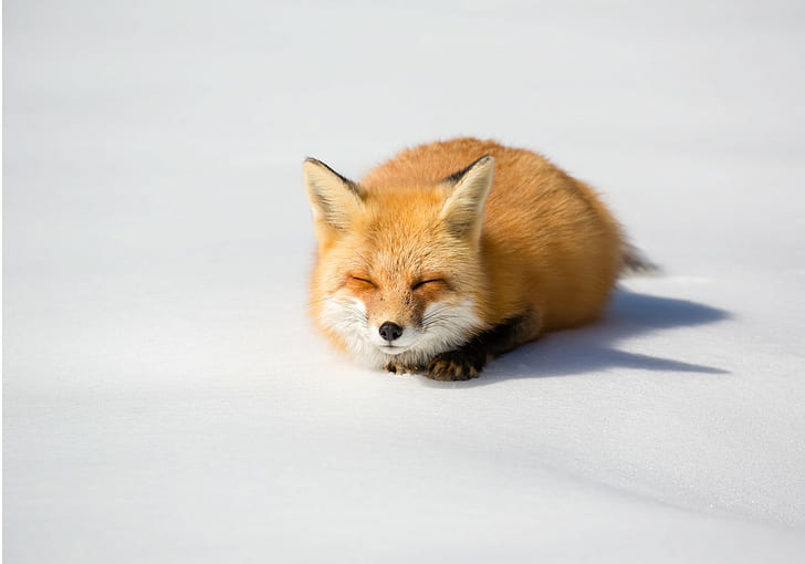 fox, animals, winter, snow, mammals, wildlife, nature, HD wallpaper