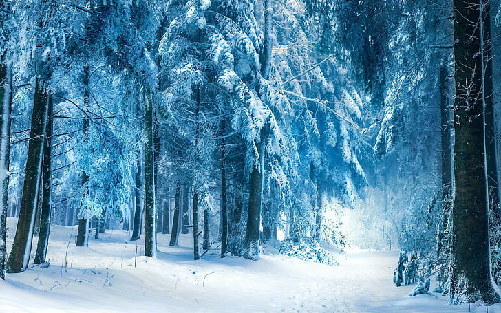 nature, 1920x1200, snow, Winter, tree, frost, HD wallpaper
