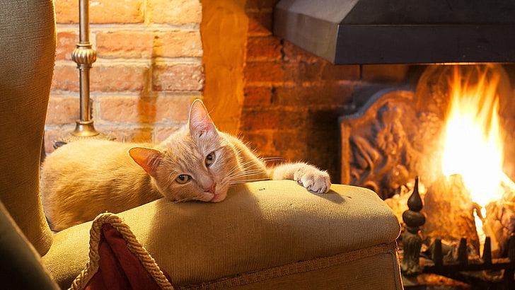 cat, fireplace, armchair, fire, HD wallpaper