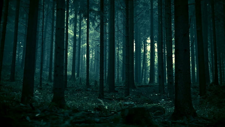 Dark Forest HD, 1920x1080, тъмна гора, тъмна, гора, HD тапет