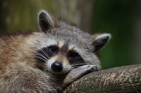 Raccoon, Snout, Animal, HD wallpaper HD wallpaper