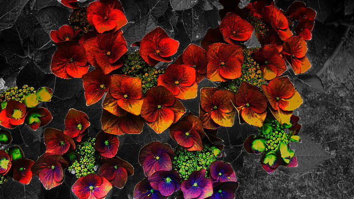 Burst warna-warni, bunga, broceliande, hitam dan putih, berwarna-warni, 3d dan abstrak, Wallpaper HD